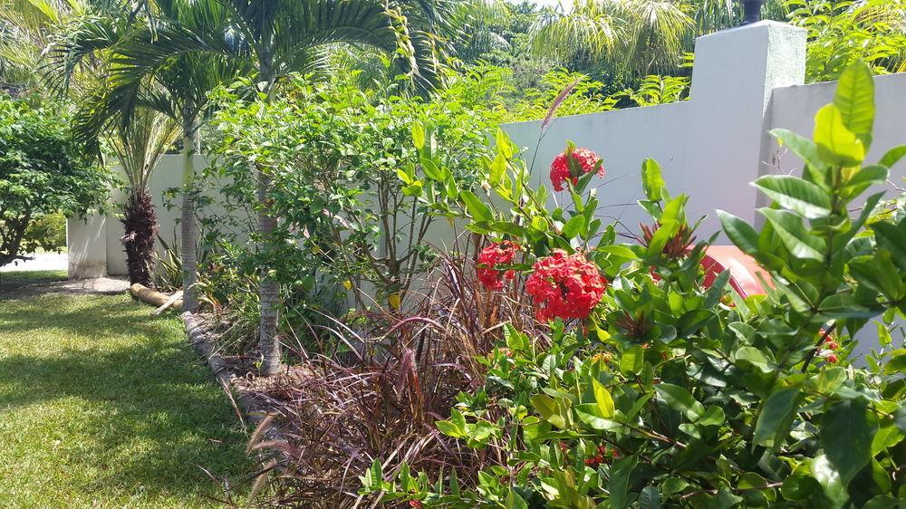 La Modestie Guest House Grand Anse  Eksteriør bilde